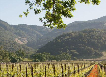 An image of a vineyard in the mountains, Two Night Wine Getaway in Sonoma County.