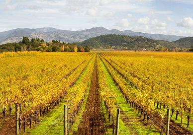 An image of a vineyard in autumn, Two Night Wine Getaway in Sonoma County.