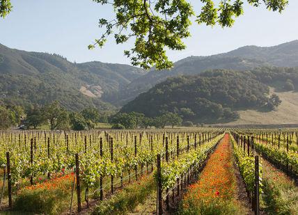 An image of a vineyard with flowers in the fore, Two Night Wine Getaway in Sonoma County.