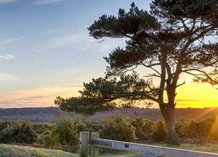 An image of a tree in the sunset, Two-nights stay 4* hotel in the heart of New Forest.