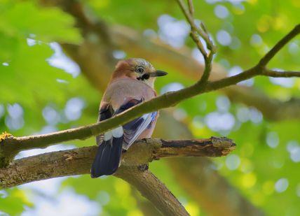 An image of a bird perched on a branch, Private Wildlife Walk. Goring Gap Wildlife Walks