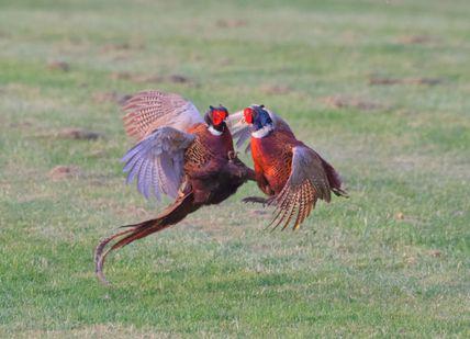 An image of two birds fighting in the grass, Private Wildlife Walk. Goring Gap Wildlife Walks