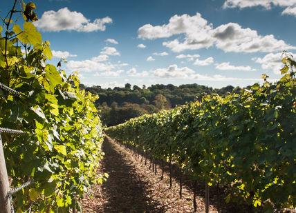 An image of a vineyard with vines and a sign, Two Tickets to a Public Tour and Sparkling Wine Tasting. Hambledon Wineries Ltd