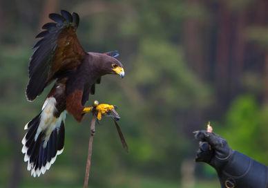 An image of a bird that is flying, Private Full-Day Falconry Experience. The Hawking Centre