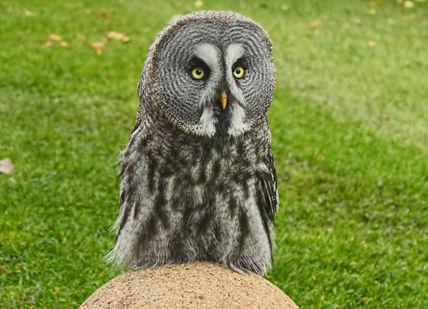 An image of an owl sitting on a rock, Talons And Targets Experience. The Hawking Centre