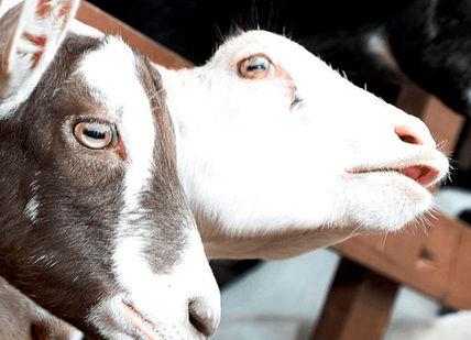 An image of a goat and a goat in a pen, Keeper for a Day Experience. Hoo Farm