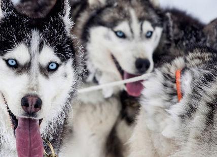 An image of a group of dogs running in the snow, Full Hands-On Experience. Huskyhaven