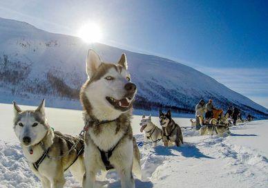 An image of a dog sled team going down a hill, Twilight Mushing Experience. Huskyhaven