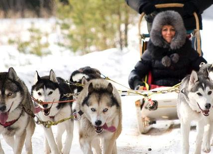 An image of a person riding a sler with dogs, Ultimate Mushing Experience. Huskyhaven