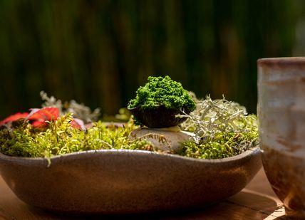 An image of a bowl of moss and a cup, Degustation menu with wine pairing. Hytra