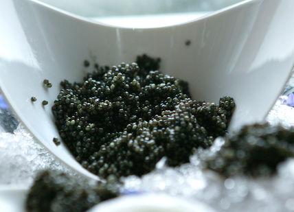 An image of a bowl of black cavia, Private Caviar Tasting. King's Fine Food