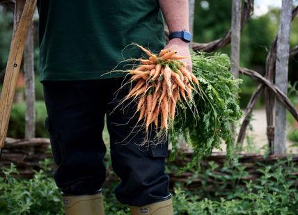 An image of a man holding a bunch of carrots, Full day gardening course. Le Manoir aux Quat'Saisons, A Belmond Hotel