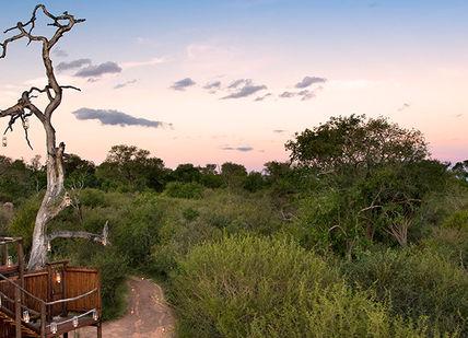 Treetop Safari: 5 night stay at LION SANDS
