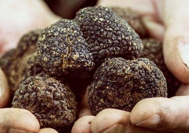 An image of a person holding a handful of coal, Two Night Italian Truffle Hunting Getaway. Lusso e Gusto