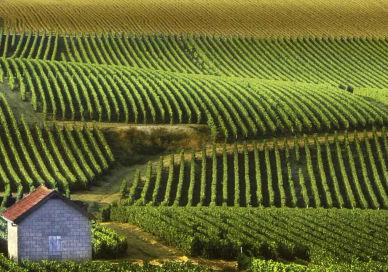 An image of a vineyard field, Vineyard tour. The Peninsula Paris