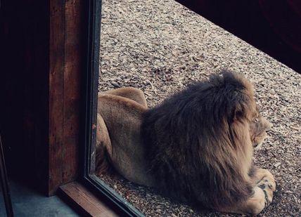 An image of a horse looking out a window, Two-Night Stay in Unique Animal Accomodation. Port Lympne Hotel & Reserve