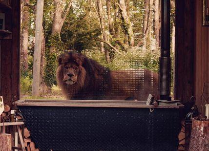 An image of a Lion, Two-Night Stay in Unique Animal Accomodation. Port Lympne Hotel & Reserve