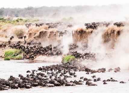 An image of a herd of wildes crossing a river, East African Migration and Safari. Safari Scapes