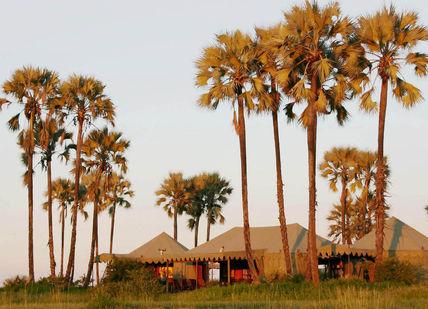 An image of a tent with palm trees, Under The African Sky Safari with Meerkat Interaction. Safari Scapes