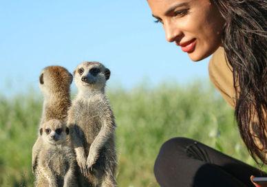 An image of a woman and a meerkat, Under The African Sky Safari with Meerkat Interaction. Safari Scapes