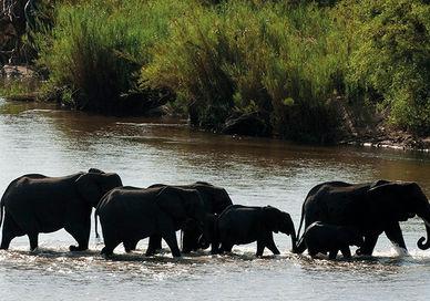 An image of a herd of elephants crossing a river, Flights to Skukuza. South African Airlines