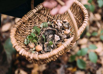 An image of a basket of mushrooms, Foraging Course And Lunch. Totally Wild Food Ltd