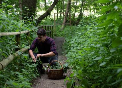 Eat Your Plant Out: Foraging Course And Lunch