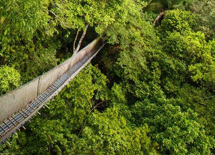 An image of a suspension bridge in the rainforest, Treehouse Retreat in the Amazon. Treehouse Lodge