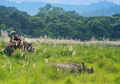 An image of a man riding an elephant through tall grass, 11-Day Nepal Trekking & Jungle Safari. Trekking Guide Team Adventure