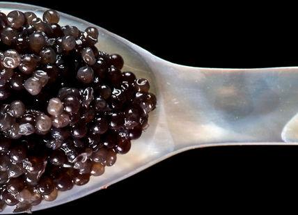 An image of a spoon with a spoon full of black cavia, Introductory Caviar, Champagne And Wine Tasting. Wine Cottage