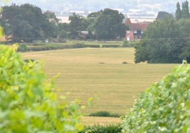 An image of a field with trees and buildings, Woodchurch Wine Vineyard. Woodchurch Wine Vineyard