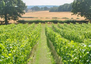 An image of a field with trees and grass, Woodchurch Wine Vineyard. Woodchurch Wine Vineyard