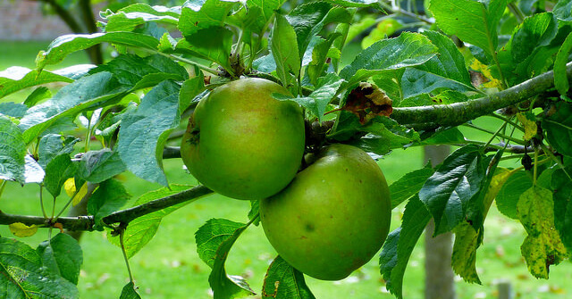 Bramley Apples, the perfect August ingredient