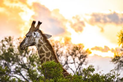 Giraffe at Kruger National Park 