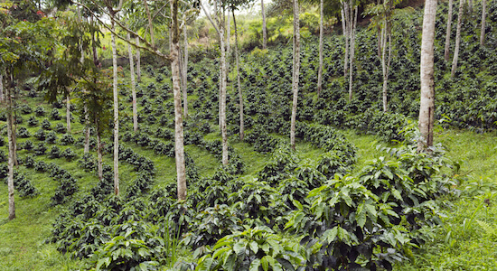 Coffee growing region