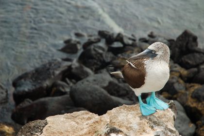 Blue-footed booby in Galapagos Islands