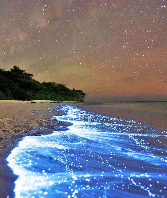 Maldives beach sea of stars