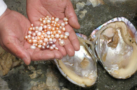 pearl farming and oysters