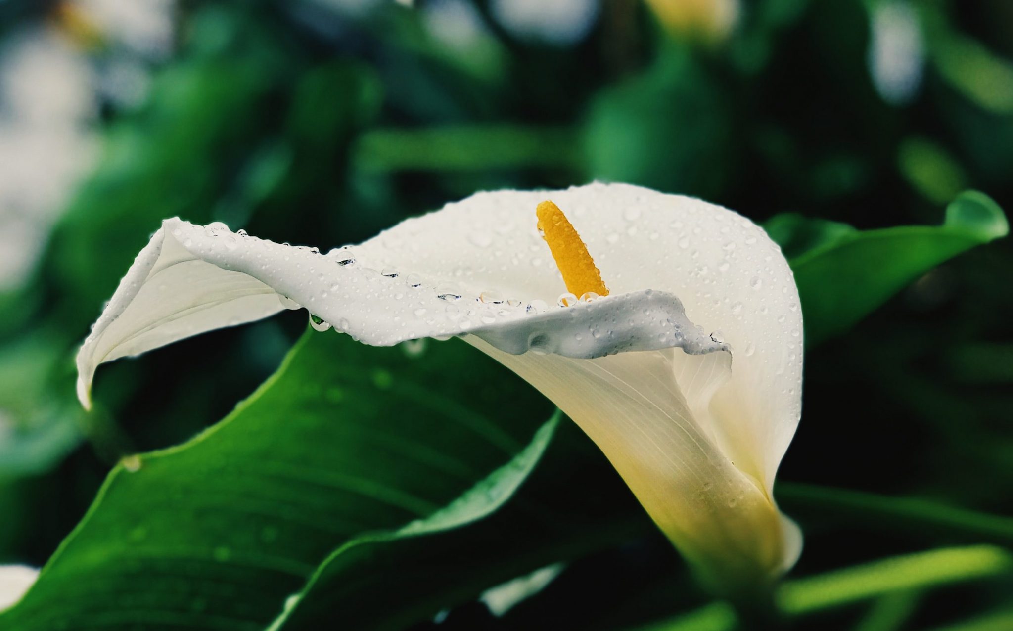 Growing Calla Lilies: How to Plant & Care for Calla Lily from Bulbs