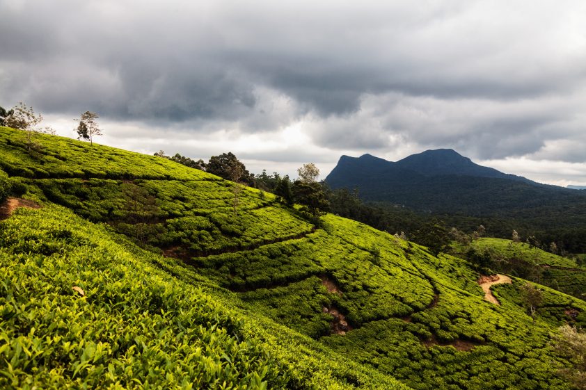 Tea plantations Sri Lanka