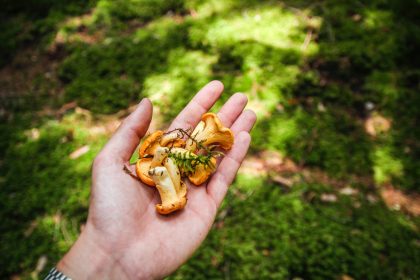 Foraging for mushrooms in summer