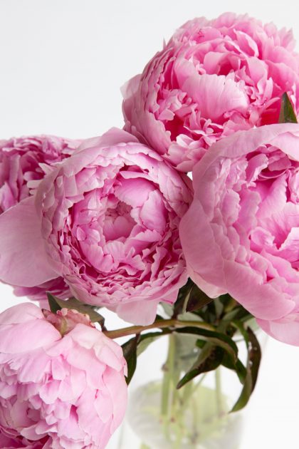 Peony Flowers for 12th Anniversary