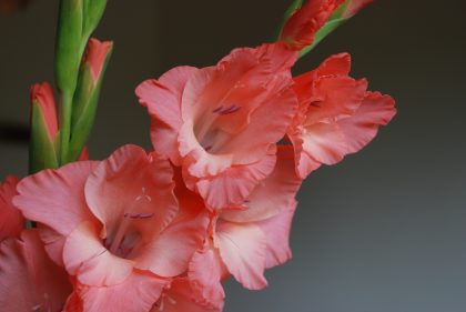Gladiolus - 40th wedding anniversary flower
