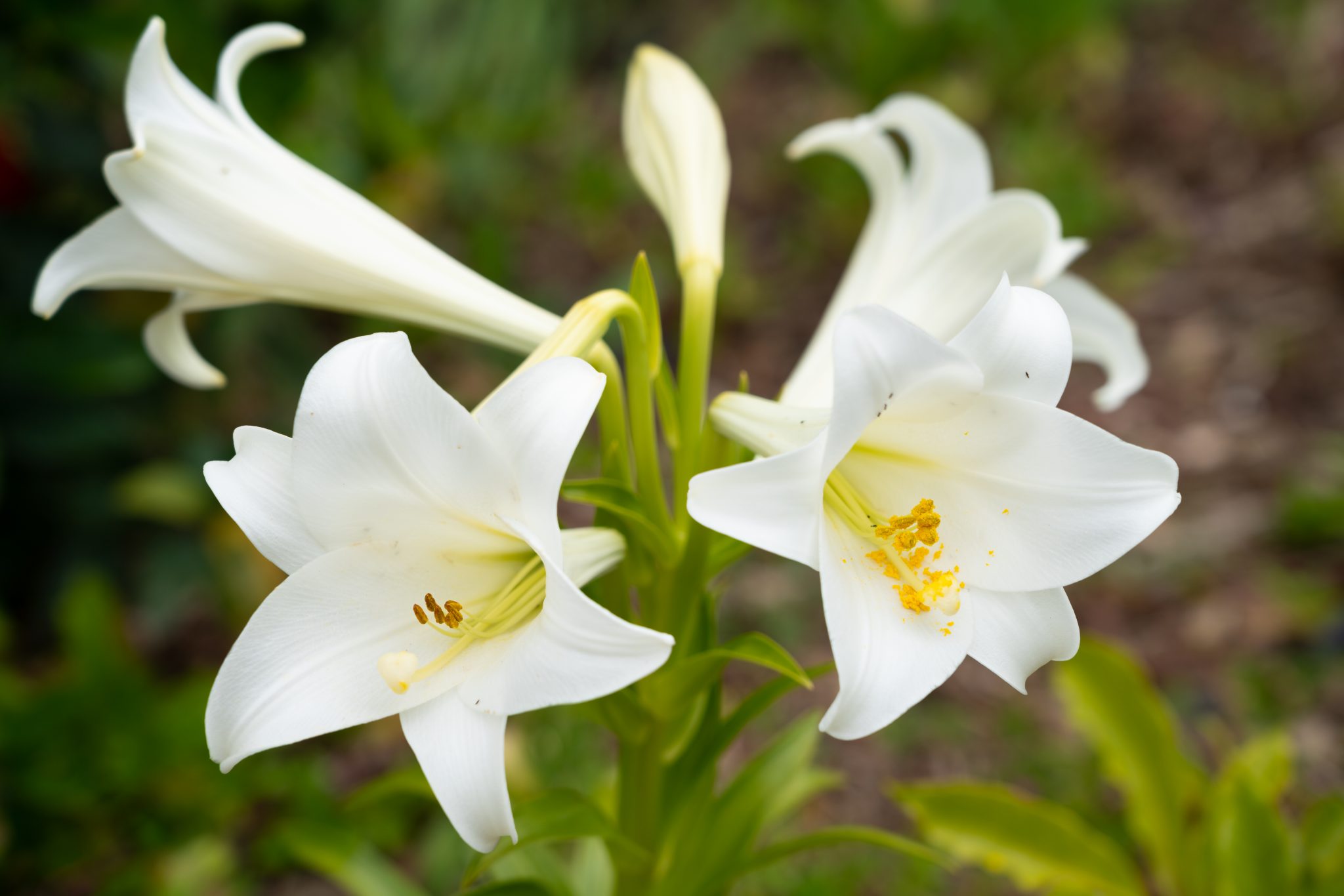 Types Of White Lilies - Design Talk