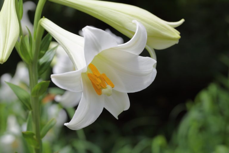 Easter lily (Lilium longiflorum)
