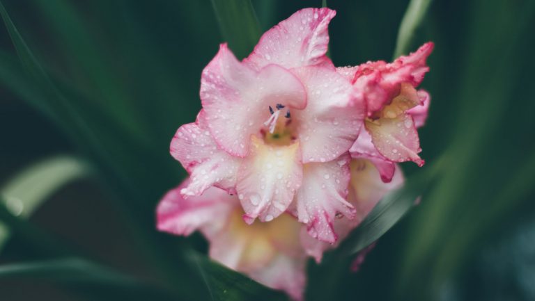 Pink gladiolus flower with rain droplets