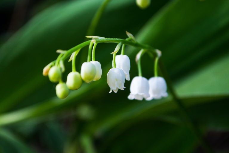 Lily of the Valley, the May birth flower