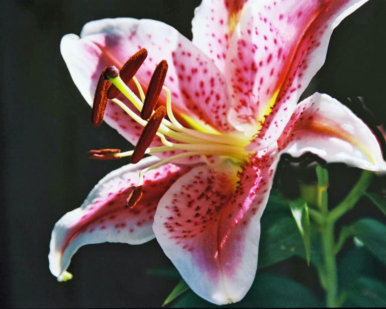 Close-up of beautiful Asiatic lily flower