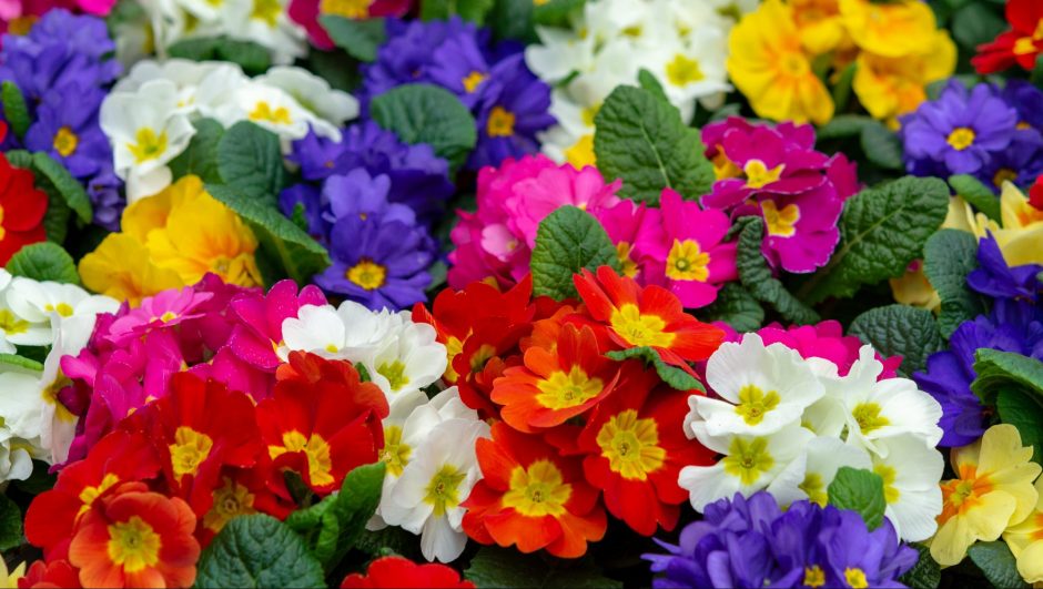 What is February's Birth Flower? The Two Official Flowers for February