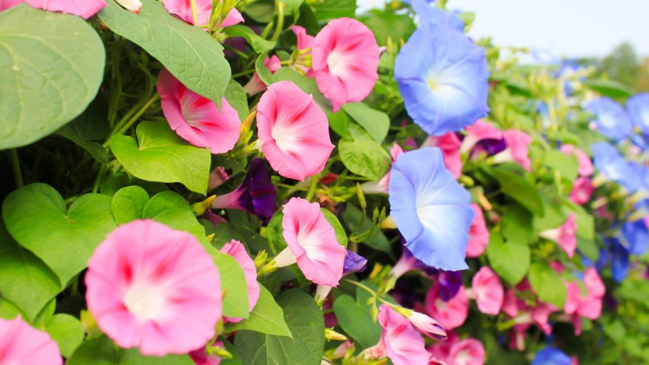 colourful morning glory flowers in blue, pink, and purple with green heart shaped leaves